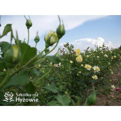 Sterntaler® Pokaźny, pełny kwiat, żółtej barwy, bardzo przyjemnie pachnący. Średniej wysokości krzew.