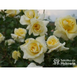 Sterntaler® Pokaźny, pełny kwiat, żółtej barwy, bardzo przyjemnie pachnący. Średniej wysokości krzew.