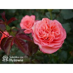 Vulcano®  Duży kwiat, nabity płatkami, pięknej koralowej barwy, bardzo przyjemnie pachnie. Ciemnozielone liście. Niski krzew.