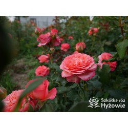 Vulcano®  Duży kwiat, nabity płatkami, pięknej koralowej barwy, bardzo przyjemnie pachnie. Ciemnozielone liście. Niski krzew.