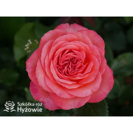 Vulcano®  Duży kwiat, nabity płatkami, pięknej koralowej barwy, bardzo przyjemnie pachnie. Ciemnozielone liście. Niski krzew.