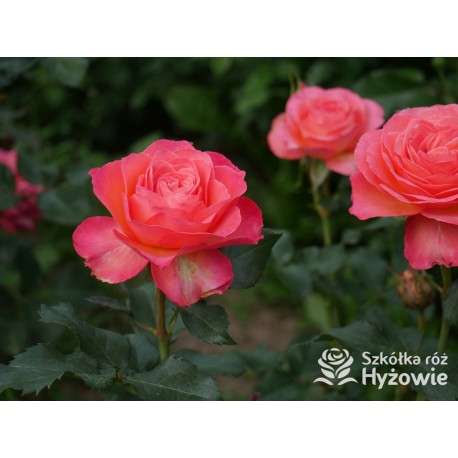 Vulcano®  Duży kwiat, nabity płatkami, pięknej koralowej barwy, bardzo przyjemnie pachnie. Ciemnozielone liście. Niski krzew.