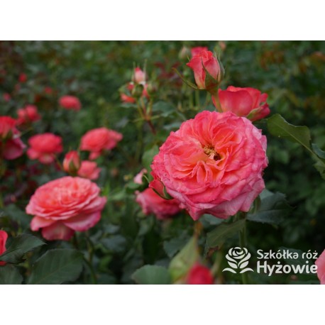 Vulcano®  Duży kwiat, nabity płatkami, pięknej koralowej barwy, bardzo przyjemnie pachnie. Ciemnozielone liście. Niski krzew.