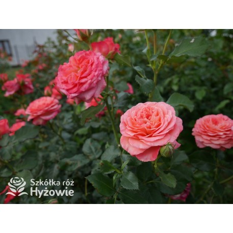 Vulcano®  Duży kwiat, nabity płatkami, pięknej koralowej barwy, bardzo przyjemnie pachnie. Ciemnozielone liście. Niski krzew.