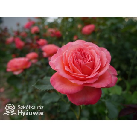 Vulcano®  Duży kwiat, nabity płatkami, pięknej koralowej barwy, bardzo przyjemnie pachnie. Ciemnozielone liście. Niski krzew.