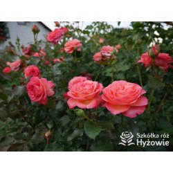 Vulcano®  Duży kwiat, nabity płatkami, pięknej koralowej barwy, bardzo przyjemnie pachnie. Ciemnozielone liście. Niski krzew.