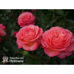 Vulcano®  Duży kwiat, nabity płatkami, pięknej koralowej barwy, bardzo przyjemnie pachnie. Ciemnozielone liście. Niski krzew.