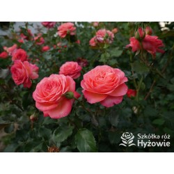 Vulcano®  Duży kwiat, nabity płatkami, pięknej koralowej barwy, bardzo przyjemnie pachnie. Ciemnozielone liście. Niski krzew.