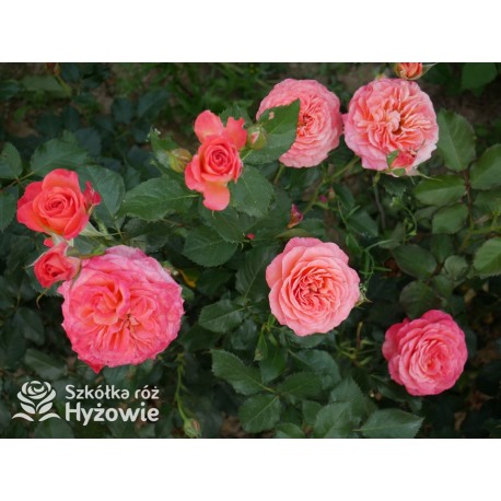 Vulcano®  Duży kwiat, nabity płatkami, pięknej koralowej barwy, bardzo przyjemnie pachnie. Ciemnozielone liście. Niski krzew.