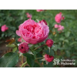 'Leonardo' Duże, szczelnie nabite płatkami kwiaty, różowej barwy.  Średniej wysokości krzew.