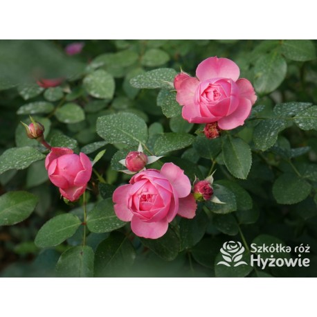 'Leonardo' Duże, szczelnie nabite płatkami kwiaty, różowej barwy.  Średniej wysokości krzew.