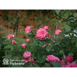 'Leonardo' Duże, szczelnie nabite płatkami kwiaty, różowej barwy.  Średniej wysokości krzew.