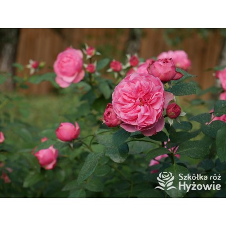 'Leonardo' Duże, szczelnie nabite płatkami kwiaty, różowej barwy.  Średniej wysokości krzew.