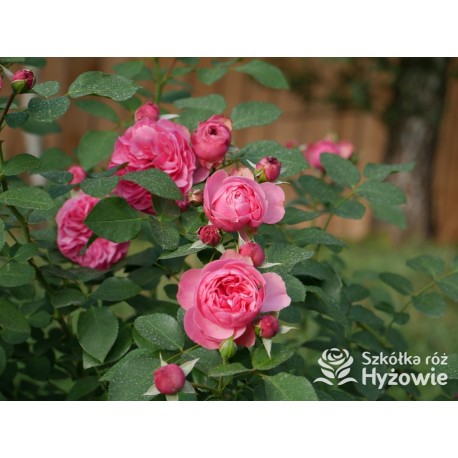 'Leonardo' Duże, szczelnie nabite płatkami kwiaty, różowej barwy.  Średniej wysokości krzew.