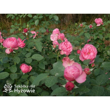 'Leonardo' Duże, szczelnie nabite płatkami kwiaty, różowej barwy.  Średniej wysokości krzew.