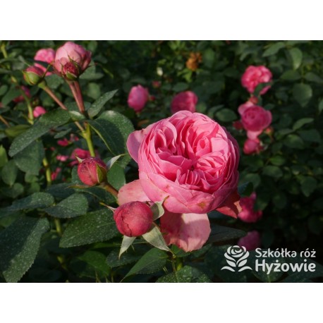 'Leonardo' Duże, szczelnie nabite płatkami kwiaty, różowej barwy.  Średniej wysokości krzew.