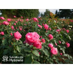 'Leonardo' Duże, szczelnie nabite płatkami kwiaty, różowej barwy.  Średniej wysokości krzew.