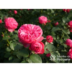 'Leonardo' Duże, szczelnie nabite płatkami kwiaty, różowej barwy.  Średniej wysokości krzew.