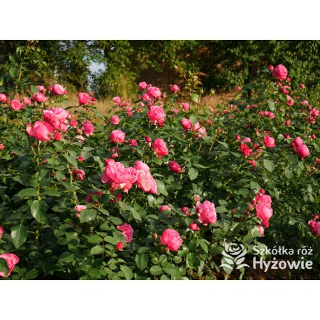 'Leonardo' Duże, szczelnie nabite płatkami kwiaty, różowej barwy.  Średniej wysokości krzew.