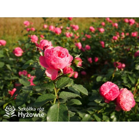 'Leonardo' Duże, szczelnie nabite płatkami kwiaty, różowej barwy.  Średniej wysokości krzew.