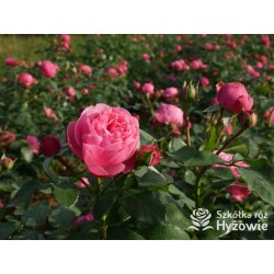 'Leonardo' Duże, szczelnie nabite płatkami kwiaty, różowej barwy.  Średniej wysokości krzew.