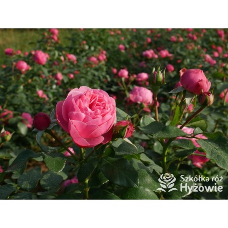 'Leonardo' Duże, szczelnie nabite płatkami kwiaty, różowej barwy.  Średniej wysokości krzew.