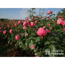 'Leonardo' Duże, szczelnie nabite płatkami kwiaty, różowej barwy.  Średniej wysokości krzew.