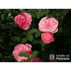 'Leonardo' Duże, szczelnie nabite płatkami kwiaty, różowej barwy.  Średniej wysokości krzew.