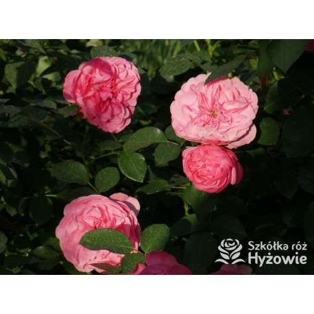 'Leonardo' Duże, szczelnie nabite płatkami kwiaty, różowej barwy.  Średniej wysokości krzew.