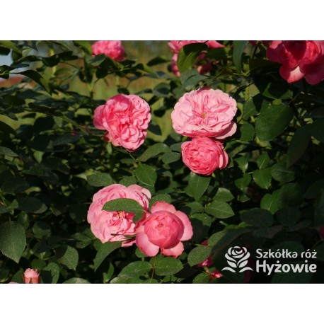 'Leonardo' Duże, szczelnie nabite płatkami kwiaty, różowej barwy.  Średniej wysokości krzew.