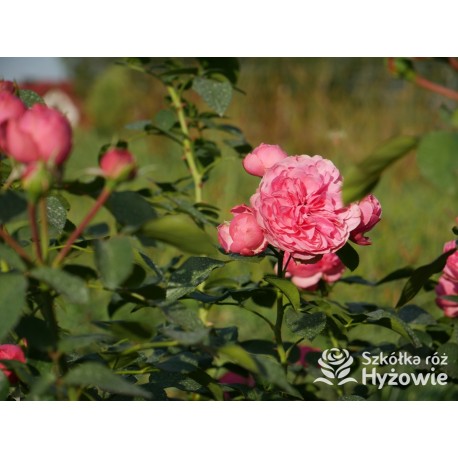 'Leonardo' Duże, szczelnie nabite płatkami kwiaty, różowej barwy.  Średniej wysokości krzew.