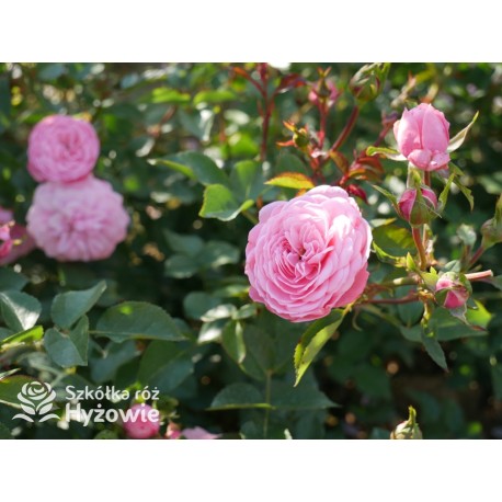 CPH Garden In Bloom™ Duże, pełne kwiaty, ciepłej różowej barwy, przyjemnie pachną. Niski krzew.