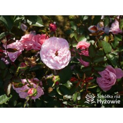 CPH Garden In Bloom™ Duże, pełne kwiaty, ciepłej różowej barwy, przyjemnie pachną. Niski krzew.