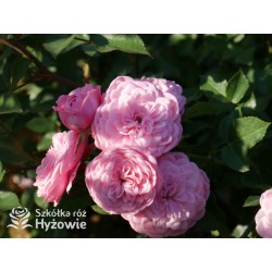 CPH Garden In Bloom™ Duże, pełne kwiaty, ciepłej różowej barwy, przyjemnie pachną. Niski krzew.