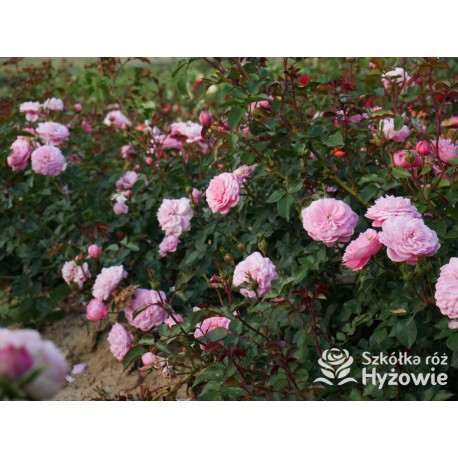 CPH Garden In Bloom™ Duże, pełne kwiaty, ciepłej różowej barwy, przyjemnie pachną. Niski krzew.