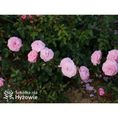 CPH Garden In Bloom™ Duże, pełne kwiaty, ciepłej różowej barwy, przyjemnie pachną. Niski krzew.