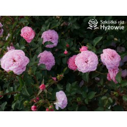 CPH Garden In Bloom™ Duże, pełne kwiaty, ciepłej różowej barwy, przyjemnie pachną. Niski krzew.