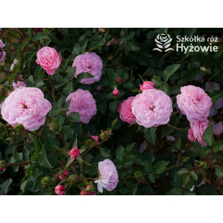 CPH Garden In Bloom™ Duże, pełne kwiaty, ciepłej różowej barwy, przyjemnie pachną. Niski krzew.