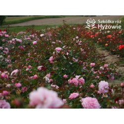 CPH Garden In Bloom™ Duże, pełne kwiaty, ciepłej różowej barwy, przyjemnie pachną. Niski krzew.