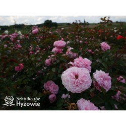 CPH Garden In Bloom™ Duże, pełne kwiaty, ciepłej różowej barwy, przyjemnie pachną. Niski krzew.