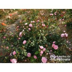 CPH Garden In Bloom™ Duże, pełne kwiaty, ciepłej różowej barwy, przyjemnie pachną. Niski krzew.