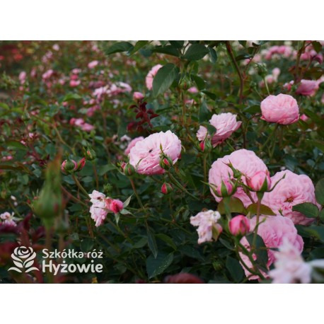 CPH Garden In Bloom™ Duże, pełne kwiaty, ciepłej różowej barwy, przyjemnie pachną. Niski krzew.