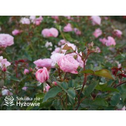 CPH Garden In Bloom™ Duże, pełne kwiaty, ciepłej różowej barwy, przyjemnie pachną. Niski krzew.