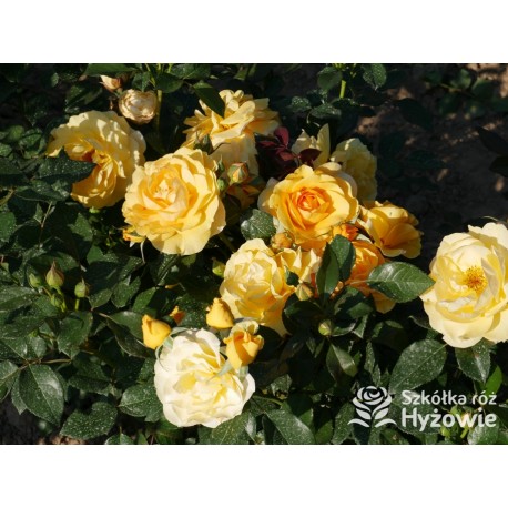 Friendship Forever™ Duży, pełny kwiat, o urokliwej żółtej barwie, bardzo przyjemnie pachnie. Ciemnozielone liście. Niski  krzew