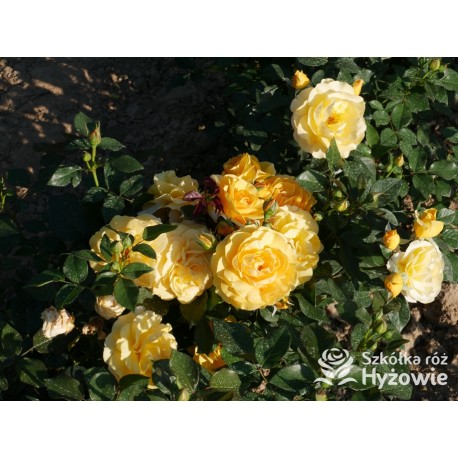 Friendship Forever™ Duży, pełny kwiat, o urokliwej żółtej barwie, bardzo przyjemnie pachnie. Ciemnozielone liście. Niski  krzew