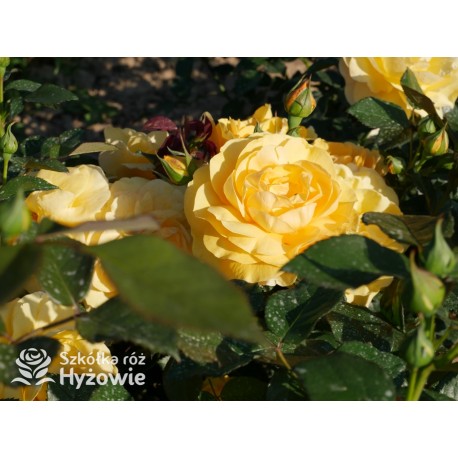 Friendship Forever™ Duży, pełny kwiat, o urokliwej żółtej barwie, bardzo przyjemnie pachnie. Ciemnozielone liście. Niski  krzew