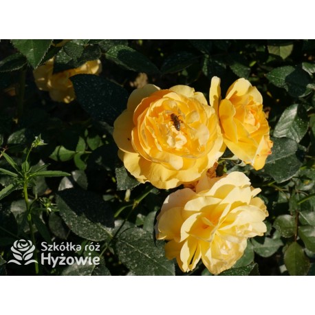 Friendship Forever™ Duży, pełny kwiat, o urokliwej żółtej barwie, bardzo przyjemnie pachnie. Ciemnozielone liście. Niski  krzew