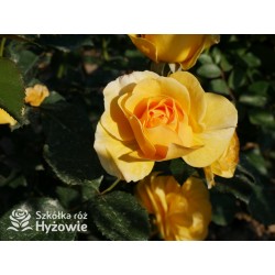 Friendship Forever™ Duży, pełny kwiat, o urokliwej żółtej barwie, bardzo przyjemnie pachnie. Ciemnozielone liście. Niski  krzew