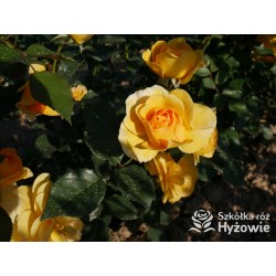 Friendship Forever™ Duży, pełny kwiat, o urokliwej żółtej barwie, bardzo przyjemnie pachnie. Ciemnozielone liście. Niski  krzew