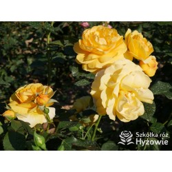 Friendship Forever™ Duży, pełny kwiat, o urokliwej żółtej barwie, bardzo przyjemnie pachnie. Ciemnozielone liście. Niski  krzew